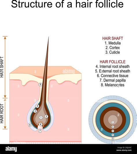 how are hair papilla similar to dermal papillae